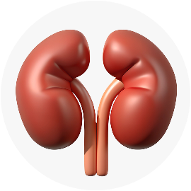 МРТ почек с контрастом