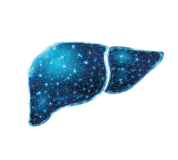 МРТ печени с контрастом МРТ печени с контрастом