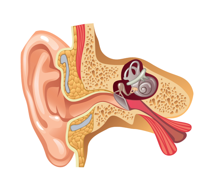 Евстахиева труба среднее ухо. Евстахиит барабанная перепонка. Гломусная опухоль среднего уха.
