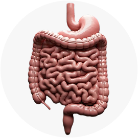 МРТ прямой кишки с контрастом