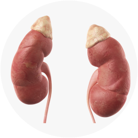 МРТ надпочечников с контрастом