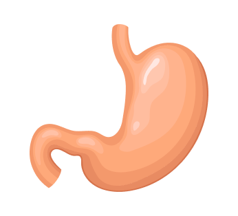 УЗИ желудка