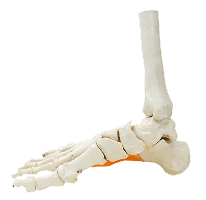 Оперативная травматология-ортопедия