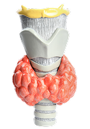 Эндокринная хирургия Эндокринная хирургия